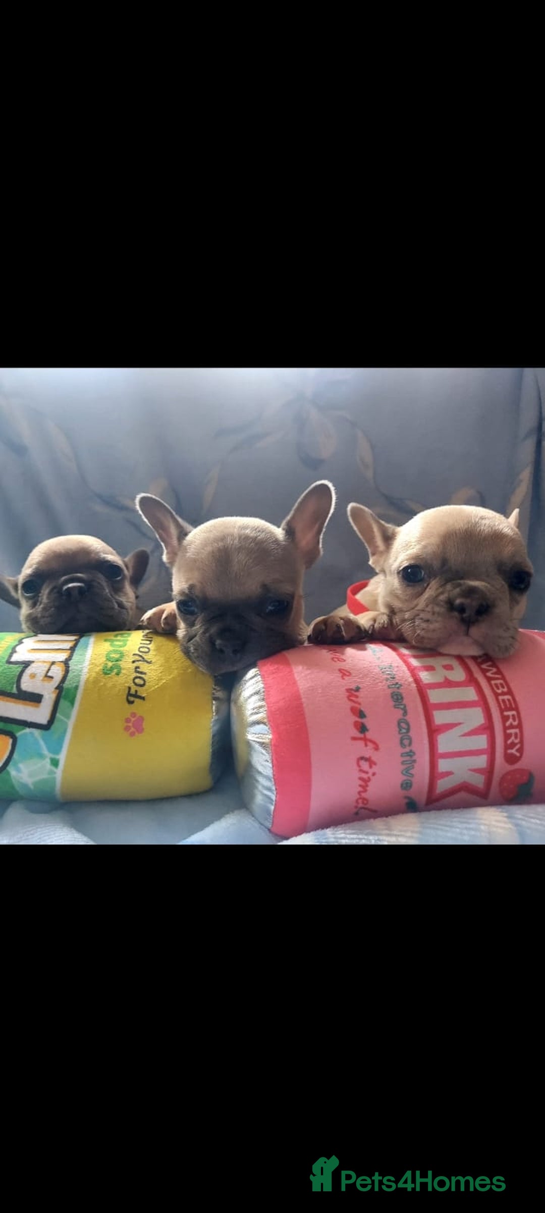 French Bulldog dogs for sale: French bulldog puppies  - Image 1