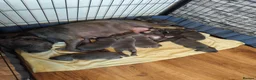 Staffordshire Bull Terrier dogs for sale: Staffordshire bull terrier  - Advert 1