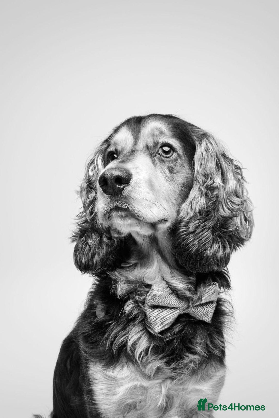 Cocker Spaniel dogs for sale: Rocky - 4.5 year old cocker spaniel - Image 8