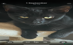 Mixed Breed cats for sale: Loving cats - Image 4