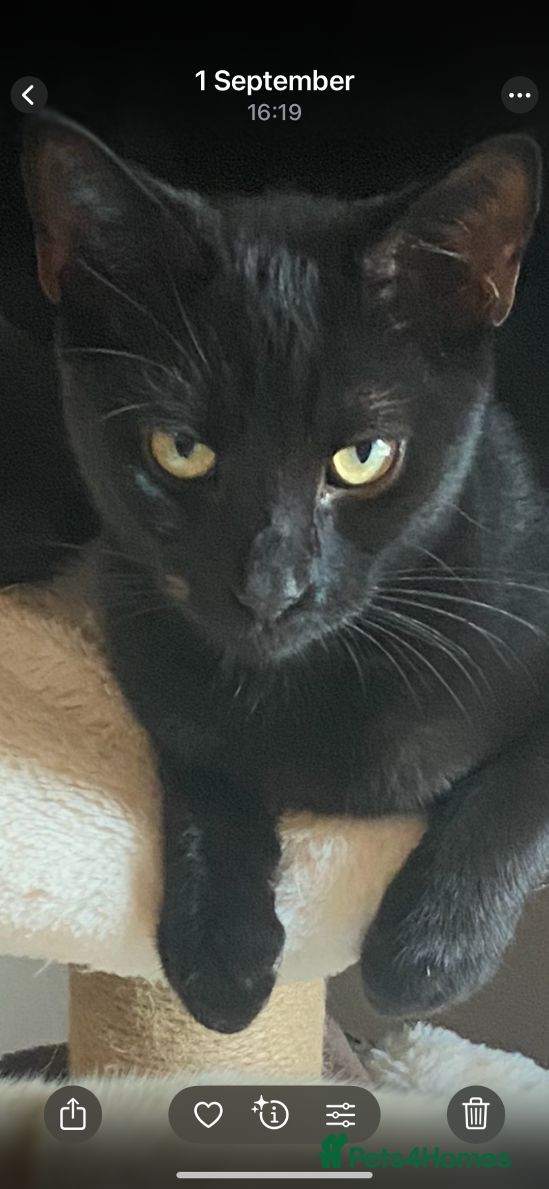 Mixed Breed cats for sale: Loving cats - Image 4