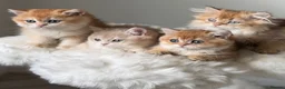 British Shorthair cats for sale: British Shorthair or Longhair golden kittens  - Advert 5