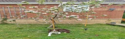 Border Collie dogs for stud: Border Collie Stud - Advert 2