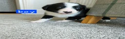 Border Collie dogs for sale: 🔥Unique tri border collie pups 🔥 - Advert 8
