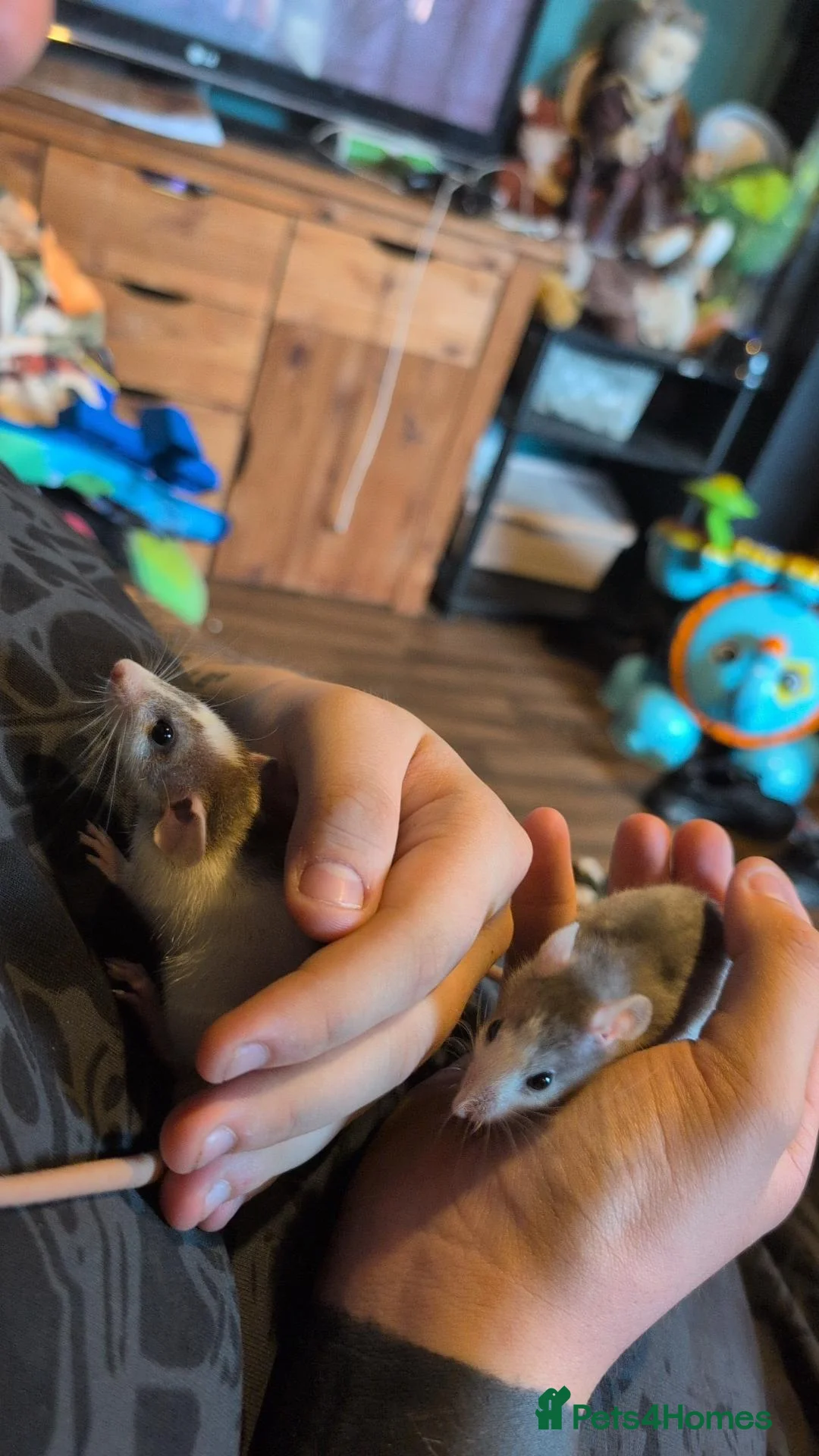 Rat rodents for sale: bonded pair of male rats - Advert 2