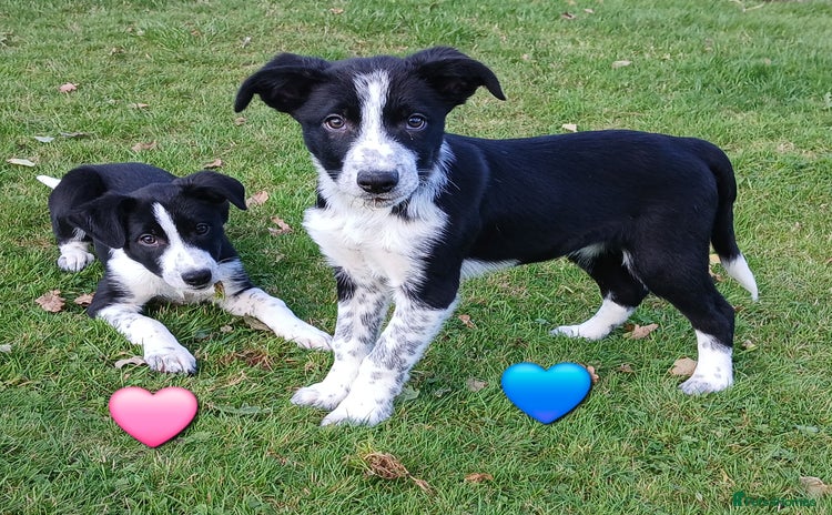 Border Collie dogs - Advert 1
