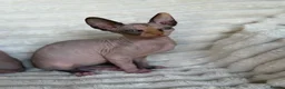 Sphynx cats for sale: Canadian Sphynx Kittens  - Advert 25
