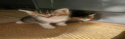 Mixed Breed cats for sale: Half Pedigree kittens - Advert 9