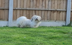 Lhasa Apso dogs for stud: Handsome Lhasa Apso stud (Proven) in Pontefract - Image 6