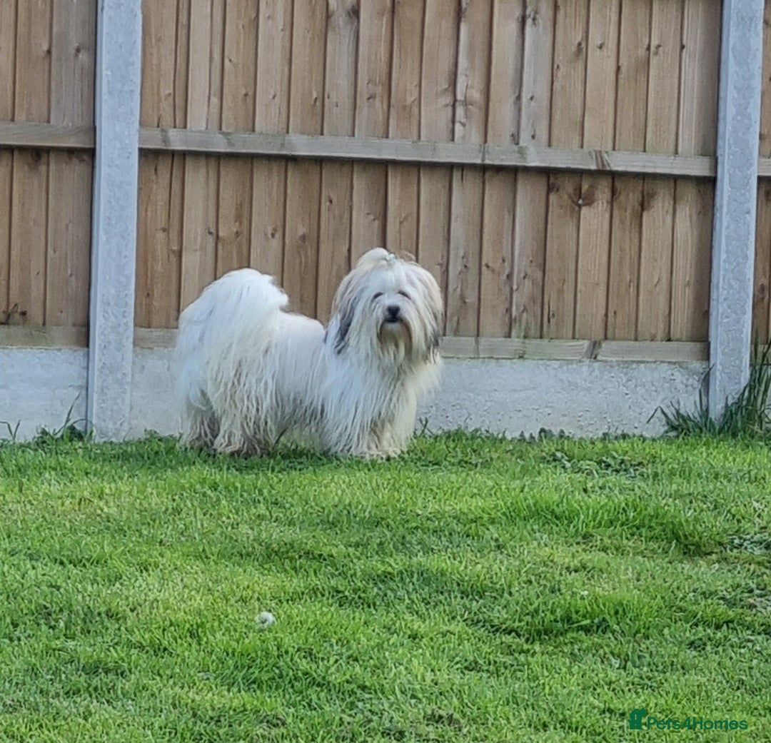 Lhasa Apso dogs for stud: Handsome Lhasa Apso stud (Proven) in Pontefract - Image 6