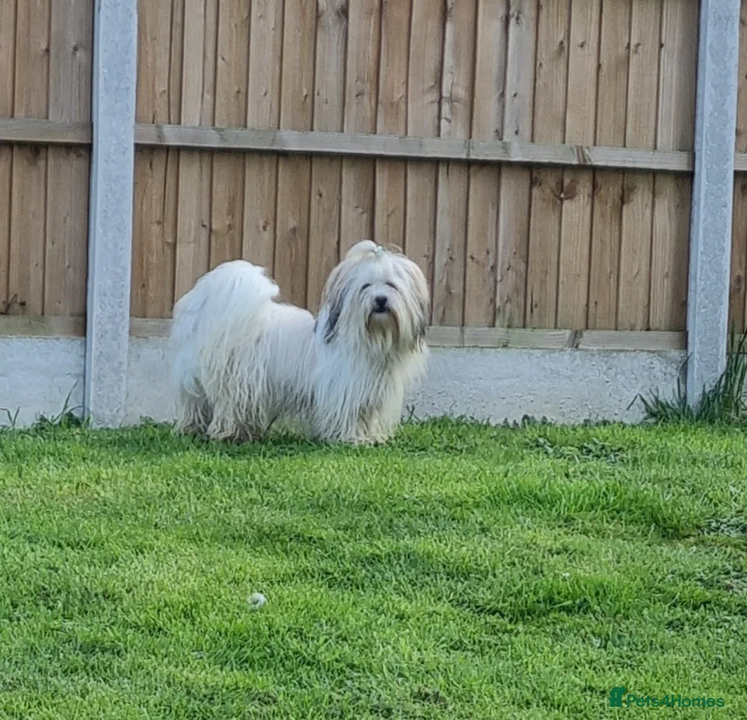 Lhasa Apso dogs for stud: Handsome Lhasa Apso stud (Proven) in Pontefract - Advert 6