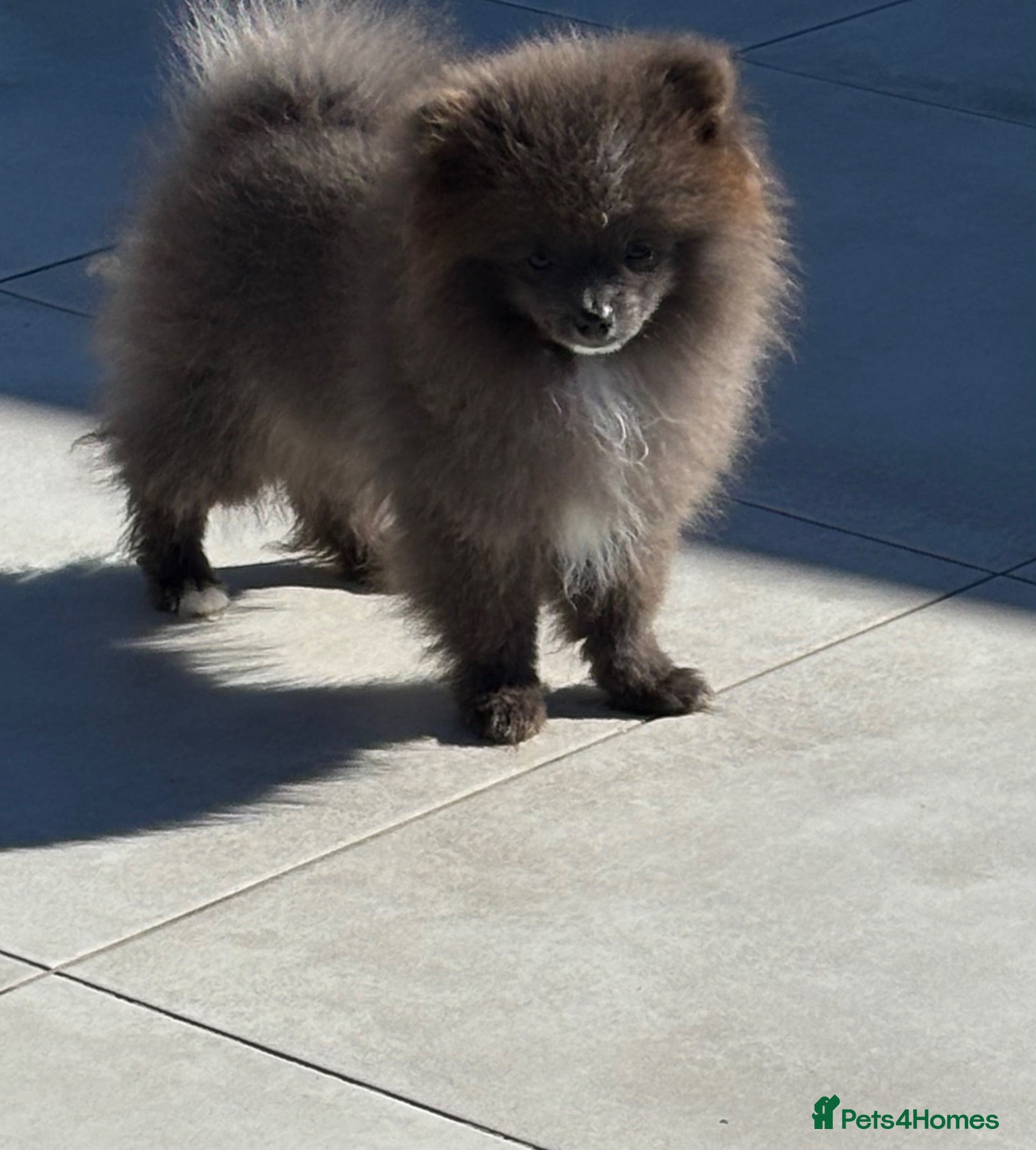 Pomeranian dogs Pomaranian  - Advert 14
