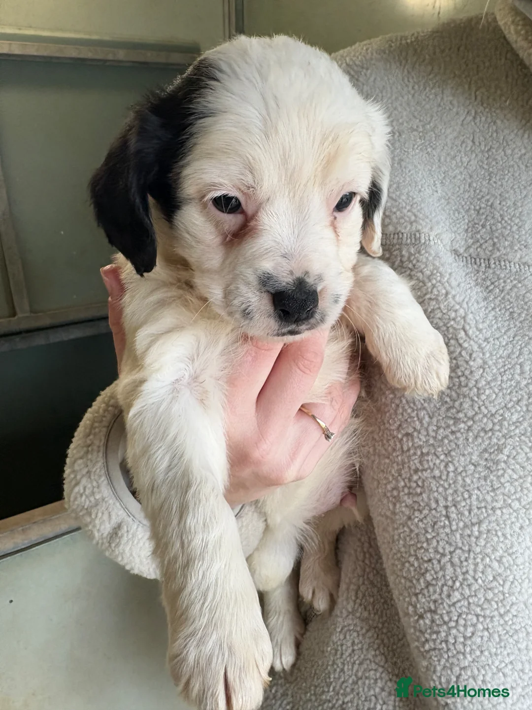Mixed Breed dogs for sale: Cockerjack puppies for sale  - Advert 2