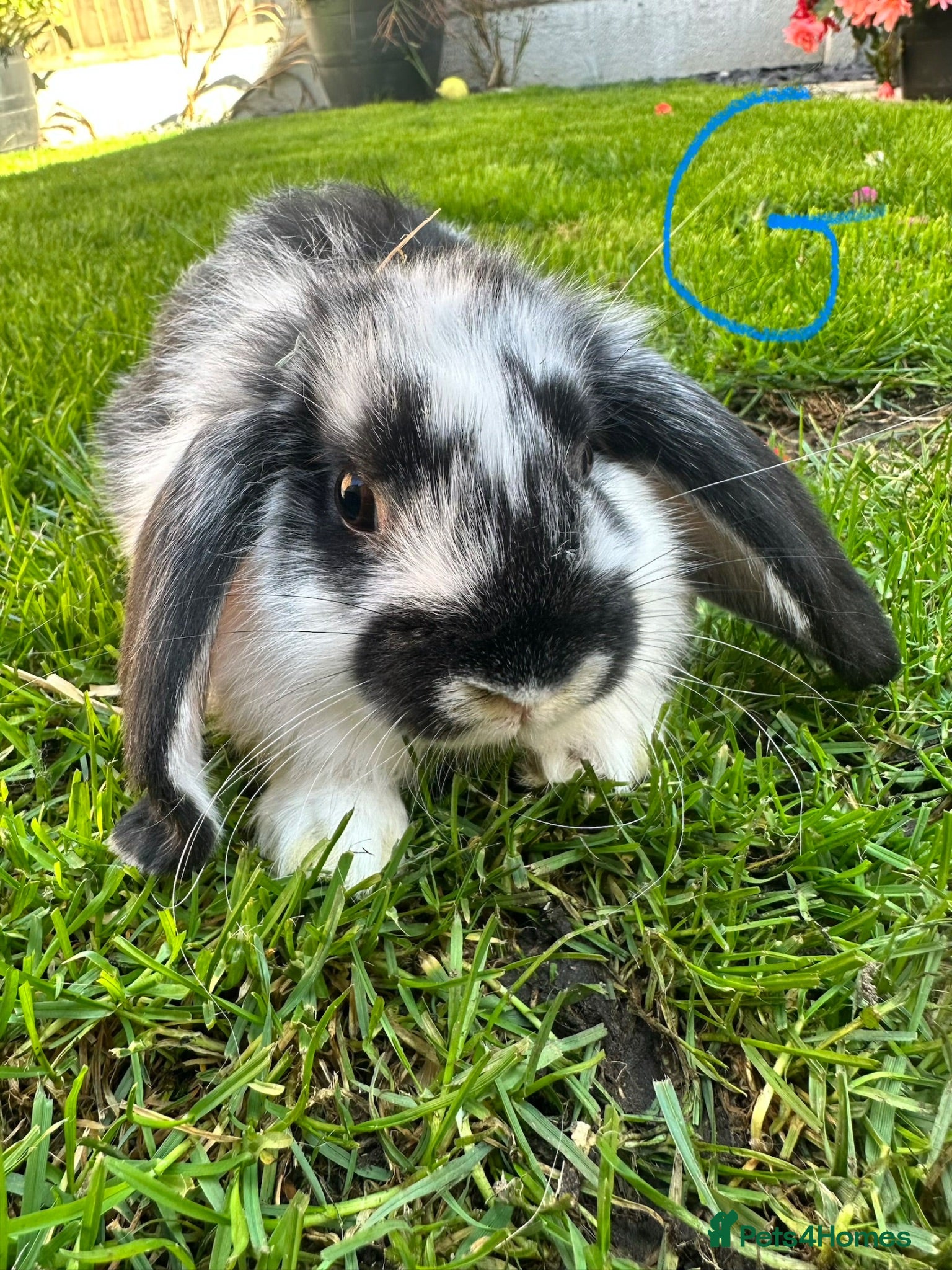 Mini Lop rabbits Mini Lop Rabbits For Sale  - Advert 2