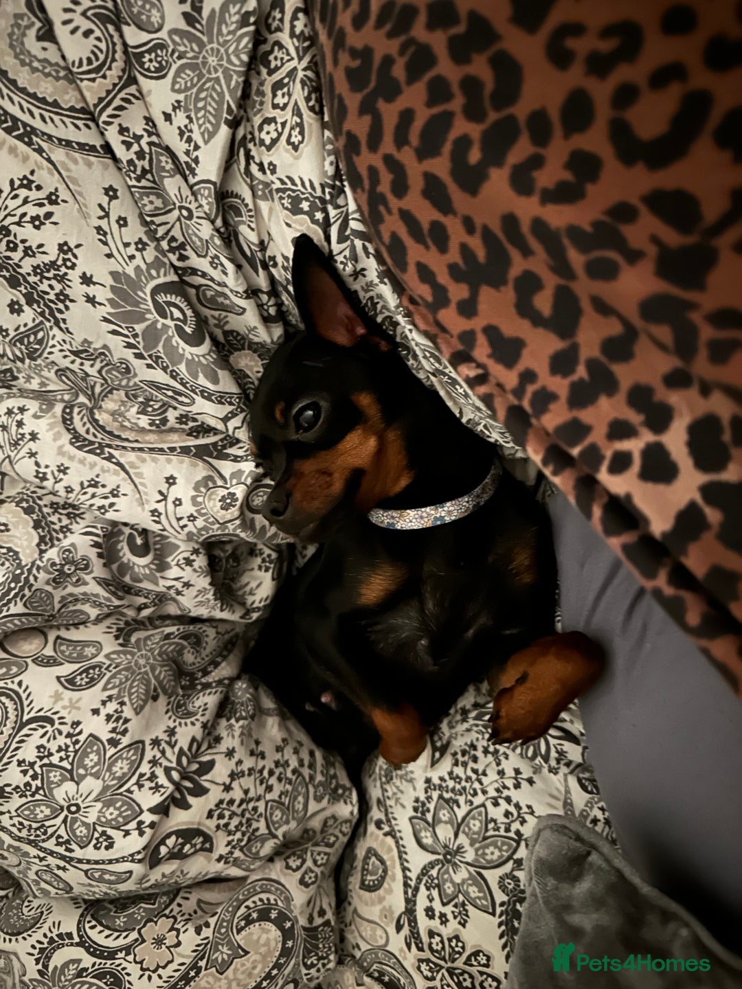 Miniature Pinscher dogs for sale: Loving Homes Wanted for Two Miniature Pinschers - Advert 4