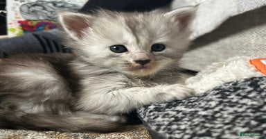 Maine Coon cats - Advert 8