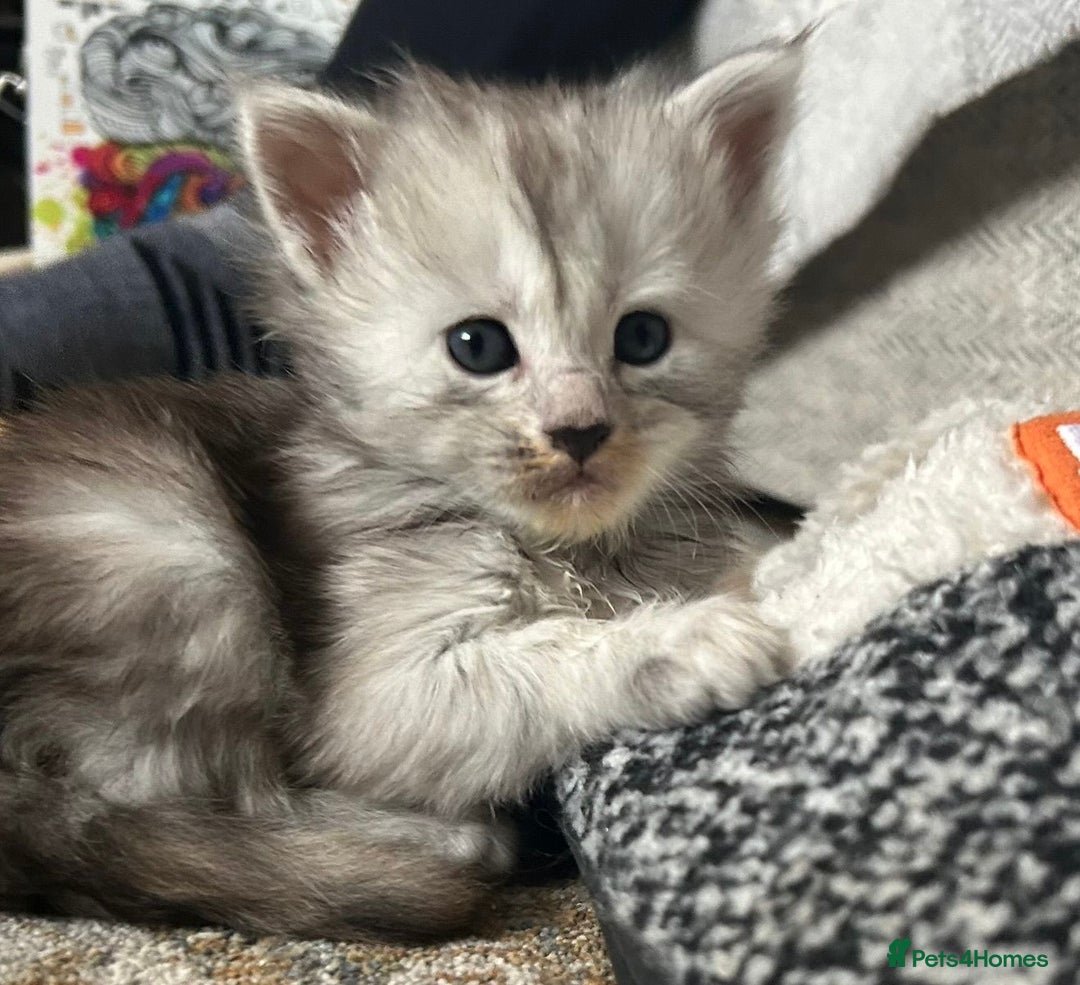 Maine Coon cats for sale: Beautiful rare colour pedigree Maine Coon kittens - Image 3