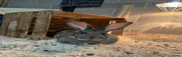 Continental Giant rabbits for sale: 3x 8 month continental giants - fully vaccinated - Advert 6
