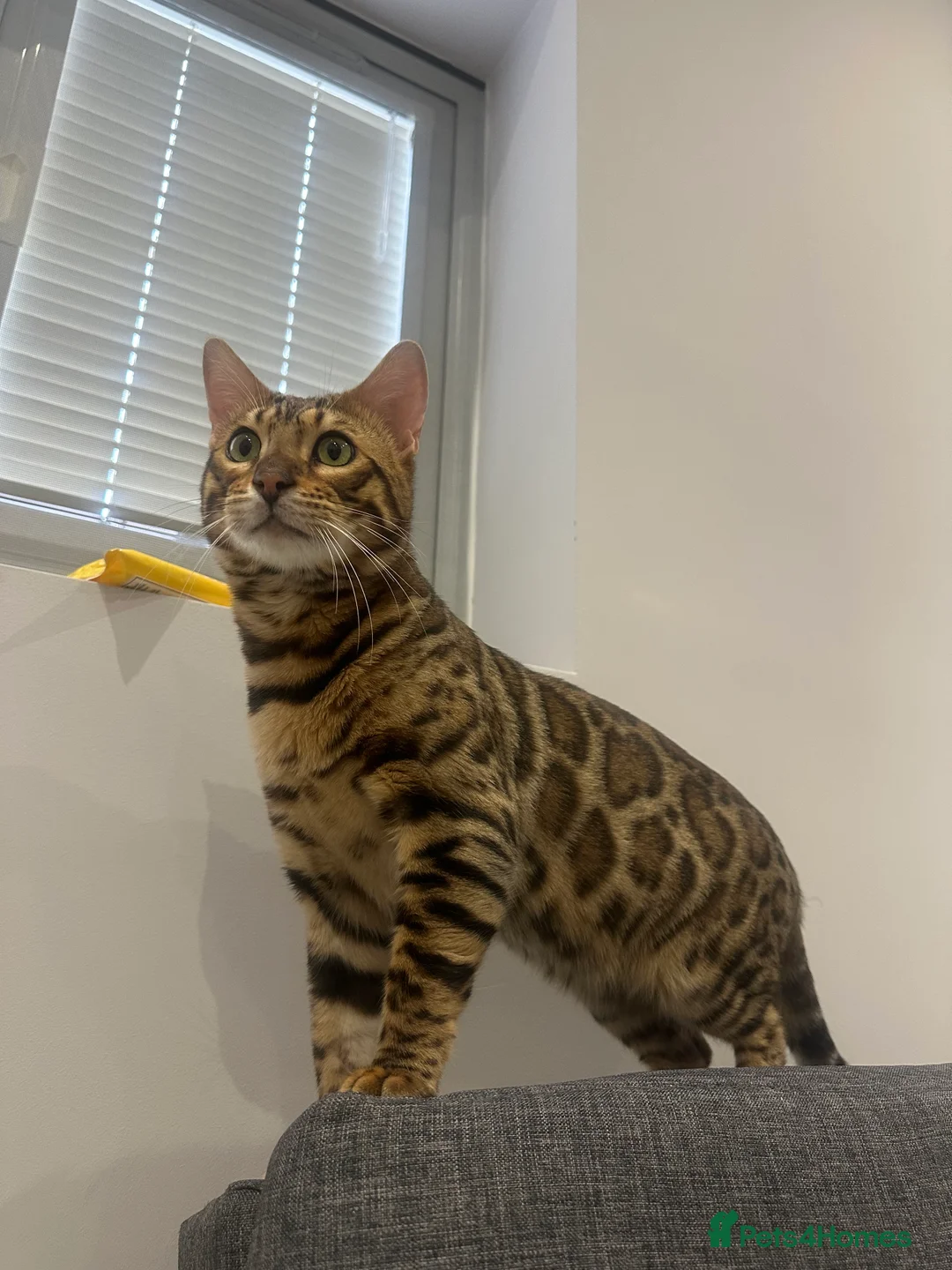 Bengal cats for sale: Pure bred Bengal TICA registered in Hoddesdon - Advert 2
