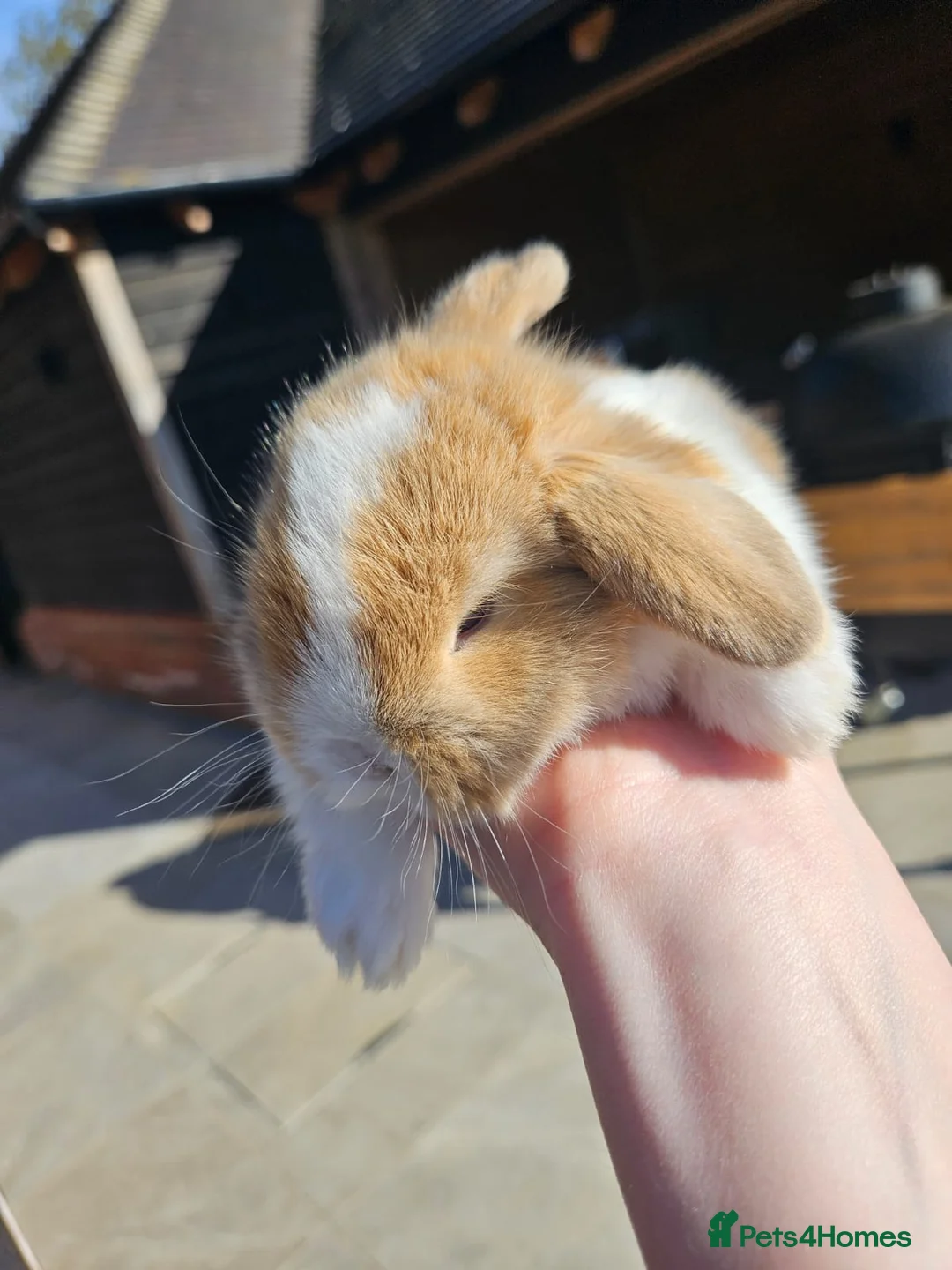 Mini Lop rabbits for sale: 🧡 Only one left female ! Purebred mini lops 🧡 - Advert 6