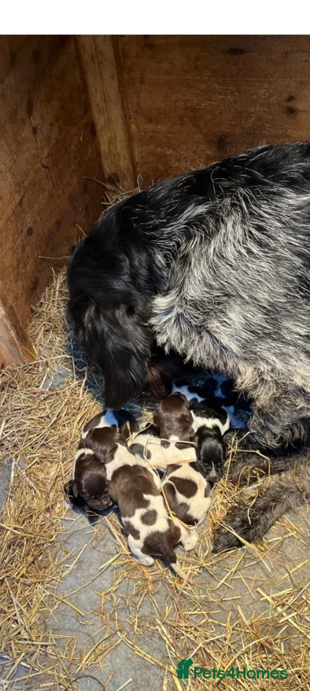 German Wirehaired Pointer dogs for sale: Female for sale  in Chesterfield - Advert 7