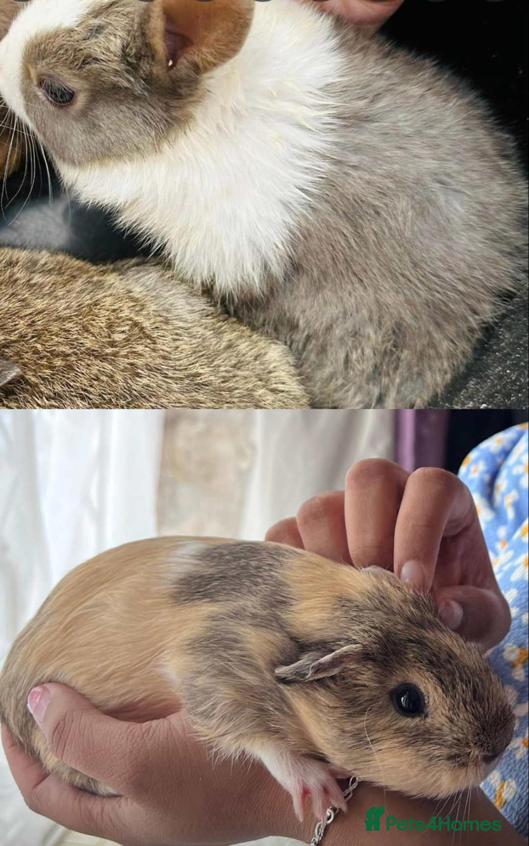 Guinea Pig rodents for sale: BEAUTIFUL MALE GUINEA PIG FOR SALE.SOFRIENDLY £20  - Advert 4