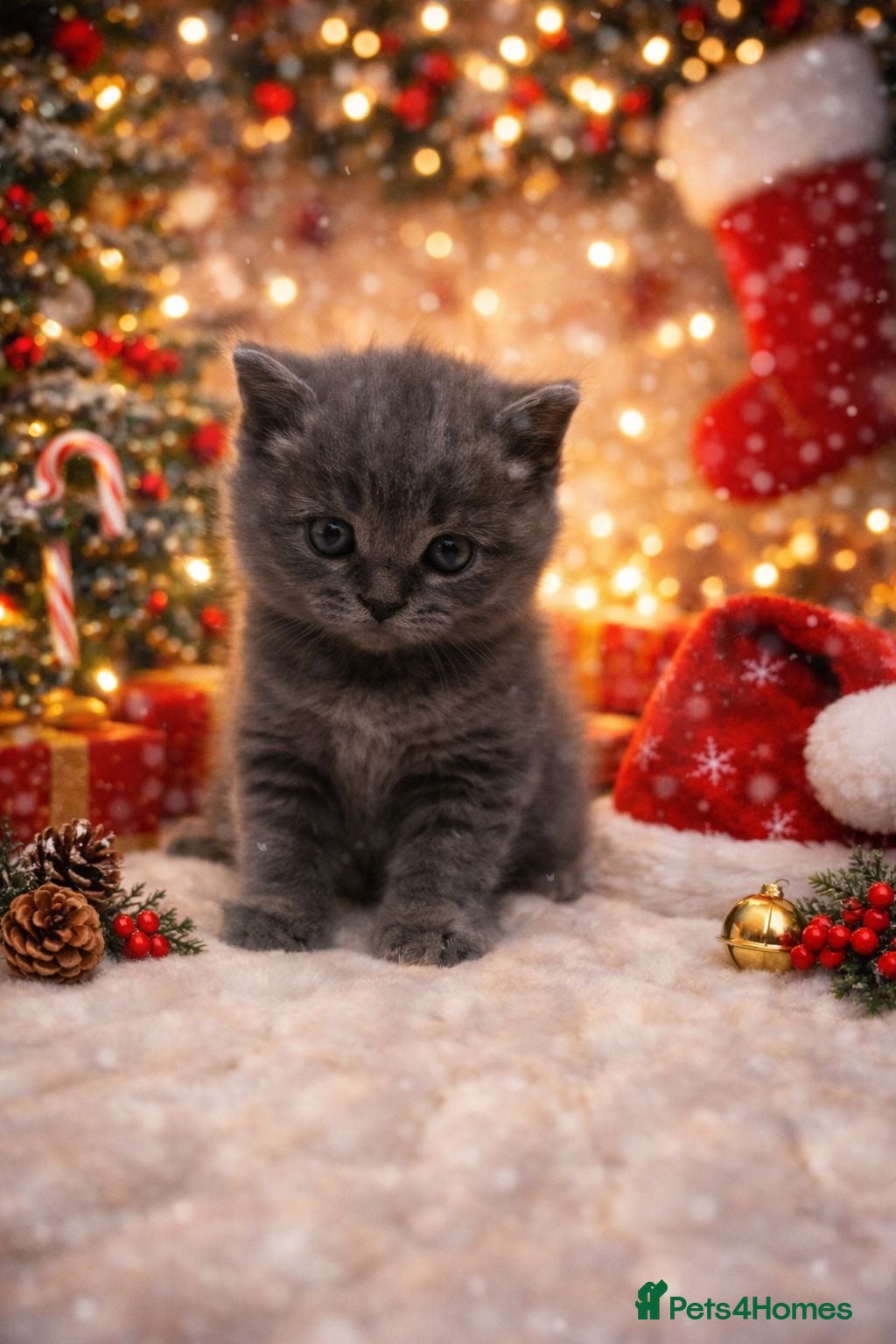 British Shorthair cats Gorgeous 6 week old health tested BSH - Advert 13