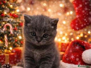 British Shorthair cats Gorgeous 6 week old health tested BSH - Advert 13