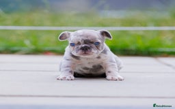 French Bulldog dogs for sale: Fluffy frenchies  - Image 8