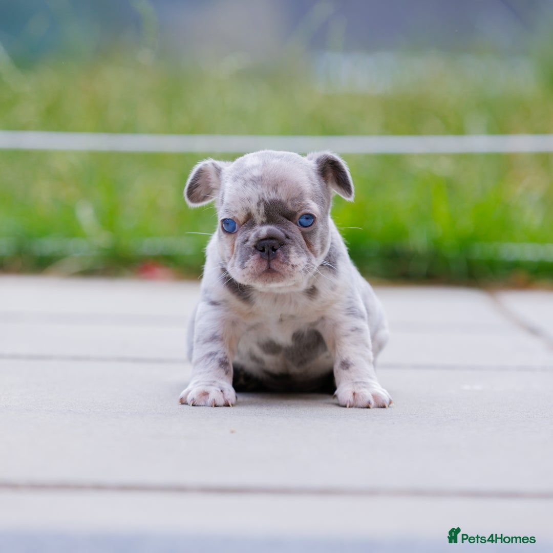 French Bulldog dogs for sale: Fluffy frenchies  - Image 8