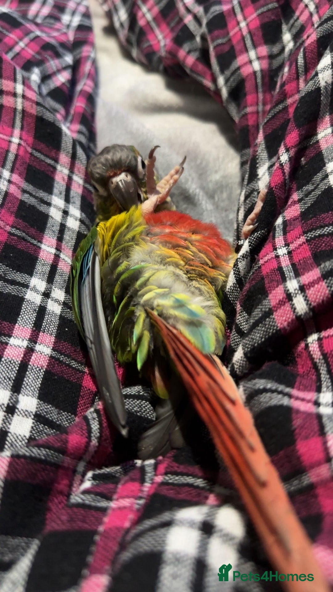 Conures birds for sale: Silly conure  - Advert 3