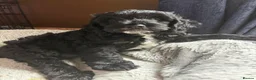 Cockapoo dogs for sale: COCKAPOO PUPPIES FOR SALE in Basingstoke - Advert 3