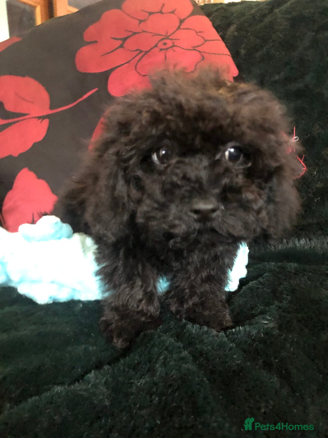 Mixed Breed dogs for sale: shihtzu x toy poodle puppies for sale - Image 25