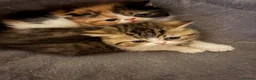 Exotic cats for sale: Stunning Tortie - Advert 2