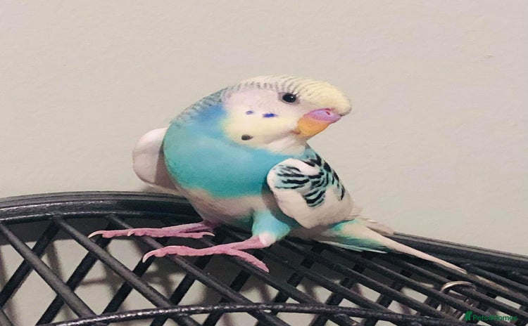 Budgerigars birds - Advert 2