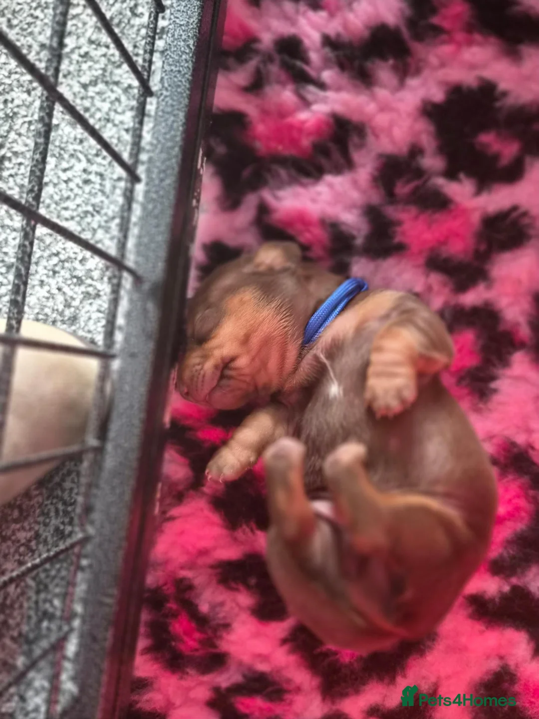 Miniature Dachshund dogs for sale: Stunning chocco mini Daxies 2🩷🩷 2💙💙 - Advert 13