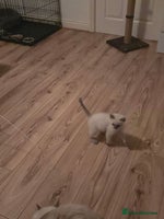 Ragdoll cats - Advert 7