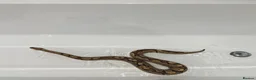 Python Snake reptiles for sale: Royal python with all enclosure and lights - Advert 1