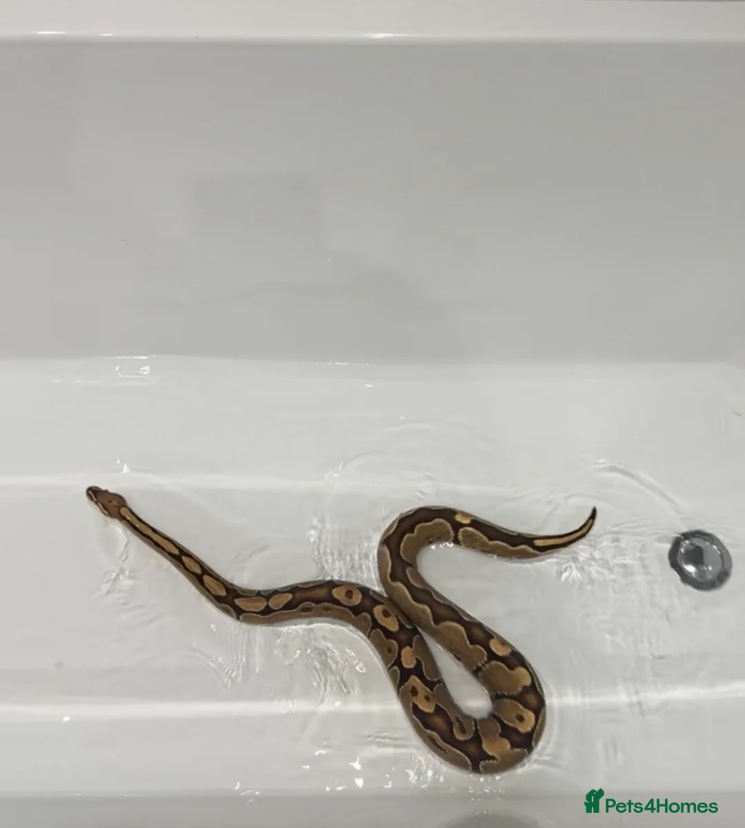 Python Snake reptiles for sale: Royal python with all enclosure and lights - Advert 1