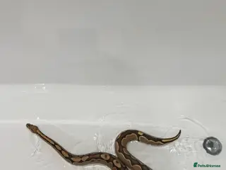 Python Snake reptiles Royal python with all enclosure and lights - Advert 2