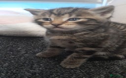 Mixed Breed cats for sale: Playful & cuddly Tabby-Bengal-Mix Kittens £200 - Image 9