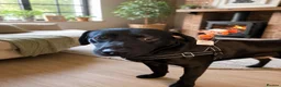 Labrador Retriever dogs for sale: Labrador cross Boxerdore puppies  - Advert 20