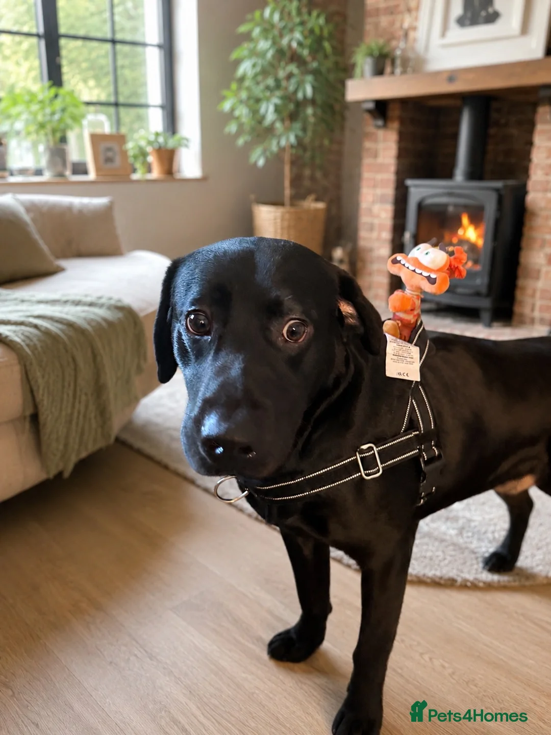 Labrador Retriever dogs for sale: Labrador cross Boxerdore puppies  - Advert 20