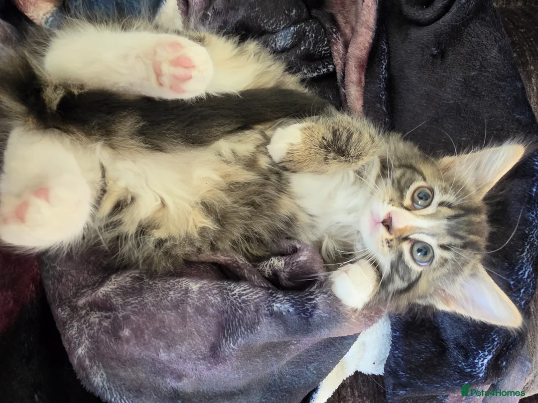 Persian cats for sale: Adorable Long Haired Persian Female Kitten  - Advert 2