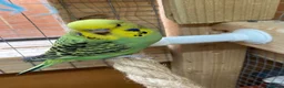 Budgerigars birds for sale: Baby budgies  - Advert 13