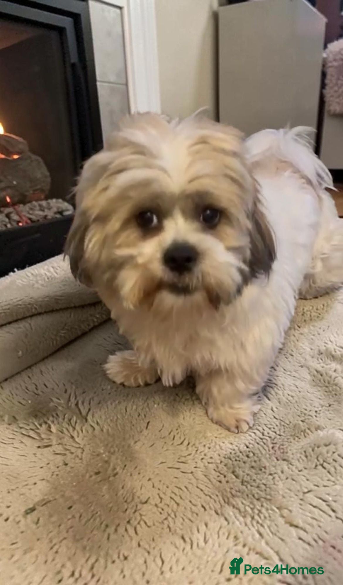 Lhasa Apso dogs Alphi - Advert 1