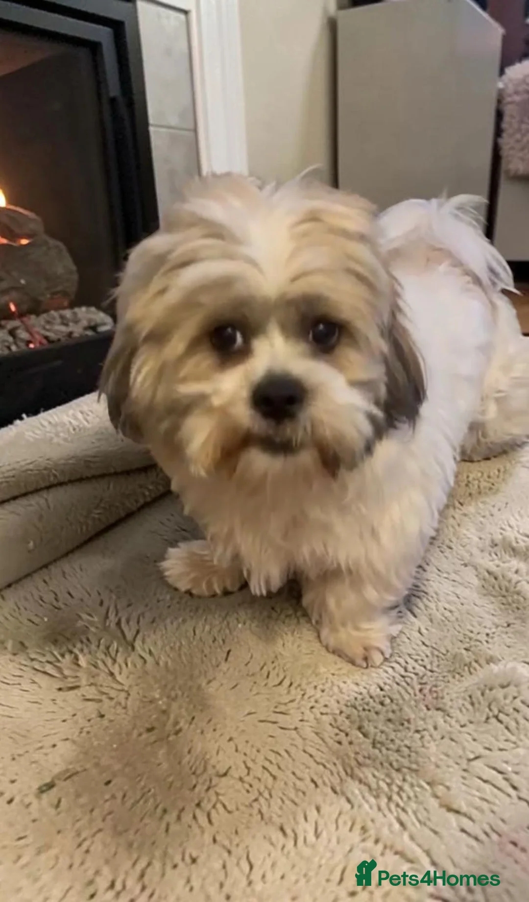Lhasa Apso dogs for stud: Alphi in London - Advert 1