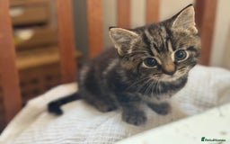 Domestic Shorthair cats for sale: Super sweet kittens - Image 2