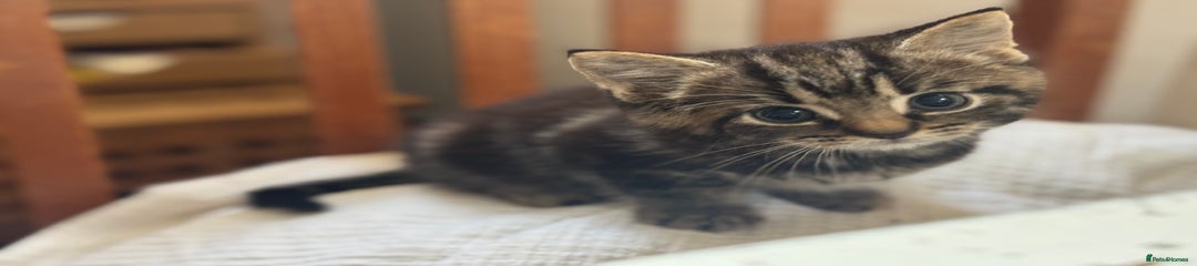 Domestic Shorthair Kitten 2