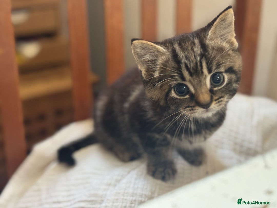 Domestic Shorthair cats for sale: Super sweet kittens - Image 2